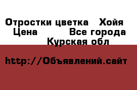 Отростки цветка  “Хойя“ › Цена ­ 300 - Все города  »    . Курская обл.